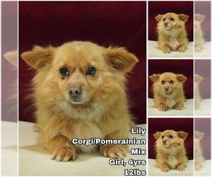 Pembroke Welsh Corgi-Pomeranian Mix Dogs for adoption in Seattle, WA, USA