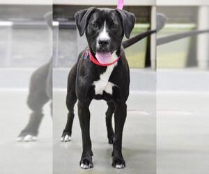 American Pit Bull Terrier-Labrador Retriever Mix Dogs for adoption in Boston, MA, USA