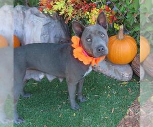 American Pit Bull Terrier-Chow Chow Mix Dogs for adoption in Oklahoma City, OK, USA