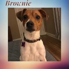 Jack Russell Terrier Dogs for adoption in Southampton, NY, USA