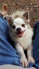 Pomeranian-Unknown Mix Dogs for adoption in Pawtucket, RI, USA