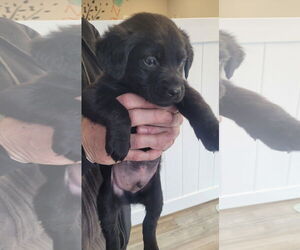 Labrador Retriever Dogs for adoption in Jenkintown, PA, USA