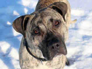 Presa Canario Dogs for adoption in Fort Wayne, IN, USA