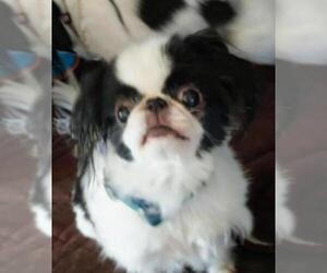 Japanese Chin Dogs for adoption in Sioux Falls, SD, USA