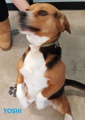 Beagle Dogs for adoption in Knoxville, IA, USA