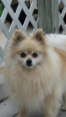 Medium Photo #1 Pomeranian Puppy For Sale in Broken Bow, NE, USA