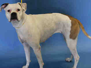 Boxer Dogs for adoption in Salt Lake City, UT, USA