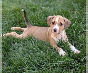 Medium Photo #3 Mutt Puppy For Sale in Holly Springs, NC, USA