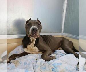 American Staffordshire Terrier-Unknown Mix Dogs for adoption in San Antonio, TX, USA