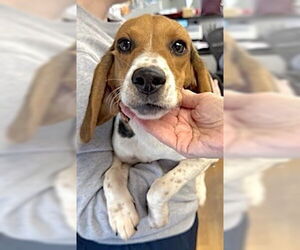Beagle Dogs for adoption in Mount Airy, NC, USA