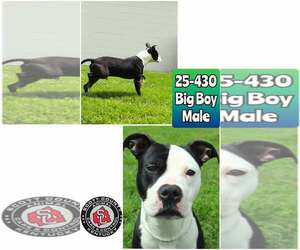 American Pit Bull Terrier-Unknown Mix Dogs for adoption in Georgetown, KY, USA