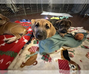 Mutt Dogs for adoption in Plainfield, IL, USA