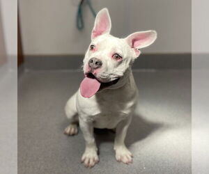 Staffordshire Bull Terrier-Unknown Mix Dogs for adoption in Rancho Cucamonga, CA, USA