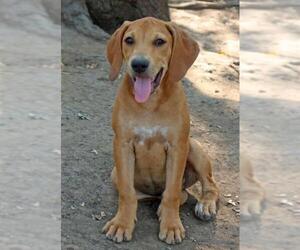Black and Tan Coonhound-Labrador Retriever-Labrador Retriever Mix Dogs for adoption in Eureka Springs, AR, USA