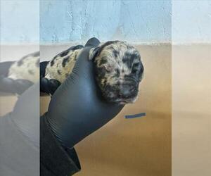 Labrottie Dogs for adoption in San Bernardino, CA, USA