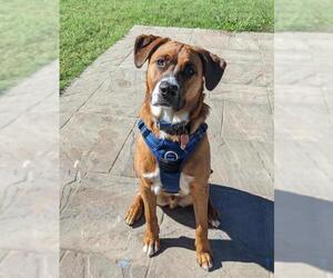 Black and Tan Coonhound-Labrador Retriever-Labrador Retriever Mix Dogs for adoption in Cary, NC, USA