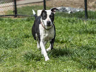 Borador Dogs for adoption in Placerville, CA, USA