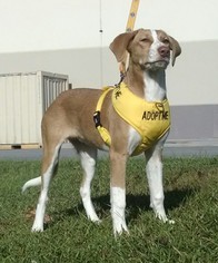 Labany Dogs for adoption in Pembroke, GA, USA