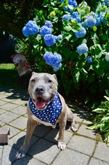 American Staffordshire Terrier Dogs for adoption in Williston, VT, USA