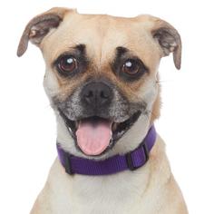 Pug Dogs for adoption in Los Angeles, CA, USA