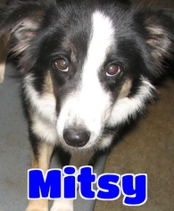 Border Collie Dogs for adoption in Lawrenceburg, KY, USA