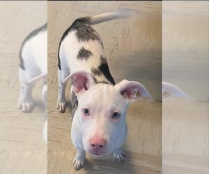 Medium Photo #3 American Pit Bull Terrier-Border Collie Mix Puppy For Sale in Olalla, WA, USA