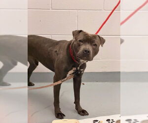 Mutt Dogs for adoption in St. Cloud, FL, USA