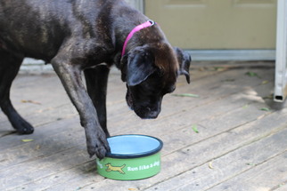 Mastiff-Unknown Mix Dogs for adoption in Memphis, TN, USA