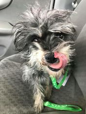 Cairn Terrier-Unknown Mix Dogs for adoption in Ferndale, WA, USA