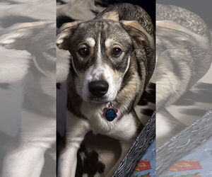 German Shepherd Dog-Huskies Mix Dogs for adoption in Magnolia Springs, AL, USA