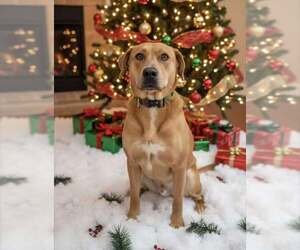 Medium Photo #2 Mutt Puppy For Sale in Woodbury, NY, USA