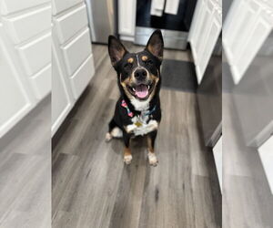 Mutt Dogs for adoption in Sandy, UT, USA