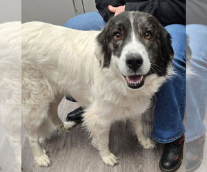 Mutt Dogs for adoption in Woodbury, NY, USA