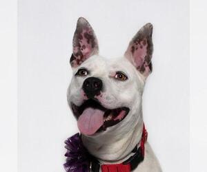 Mutt Dogs for adoption in Santa Maria, CA, USA