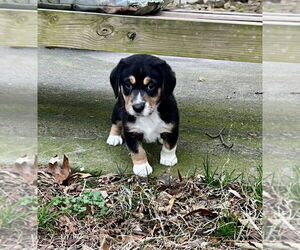 Doxle Dogs for adoption in Mooresville, NC, USA