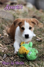 Bulloxer Dogs for adoption in Kansas City, MO, USA