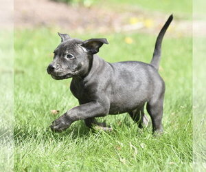 Medium Photo #3 Mutt Puppy For Sale in Mechanicsburg, PA, USA