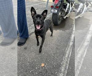 Schipperke-Unknown Mix Dogs for adoption in Oklahoma City, OK, USA