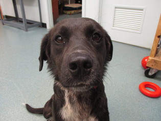 Borador Dogs for adoption in Newton, KS, USA