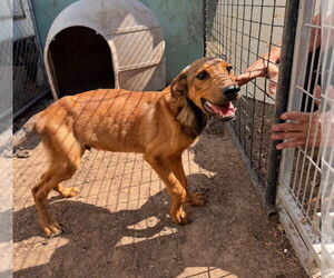 German Shepherd Dog-Unknown Mix Dogs for adoption in Grafton, WI, USA