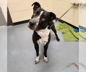 Labrador Retriever-Unknown Mix Dogs for adoption in Denver, CO, USA