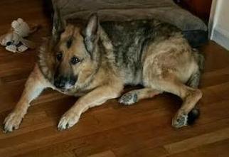 German Shepherd Dog Dogs for adoption in Scituate, MA, USA