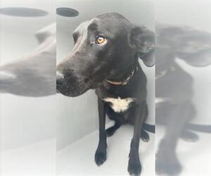 Labrador Retriever Dogs for adoption in Houston, TX, USA