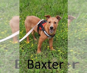 Carolina Dog-Red Heeler Mix Dogs for adoption in Mountain View, AR, USA