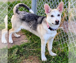German Shepherd Dog-Unknown Mix Dogs for adoption in Kankakee, IL, USA