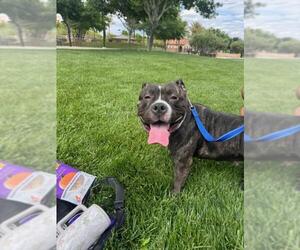 American Pit Bull Terrier-Unknown Mix Dogs for adoption in Las Vegas, NV, USA
