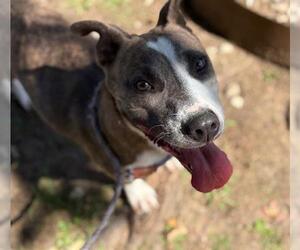 American Pit Bull Terrier-Unknown Mix Dogs for adoption in Tulsa, OK, USA