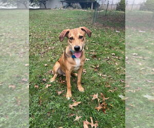 Mutt Dogs for adoption in Springdale, PA, USA