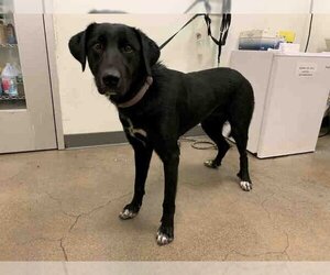 Borador Dogs for adoption in Berkeley , CA, USA