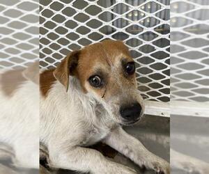 Chihuahua Dogs for adoption in Bakersfield, CA, USA